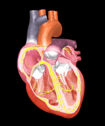 Ηλεκτρική δραστηριότητα της καρδιάς